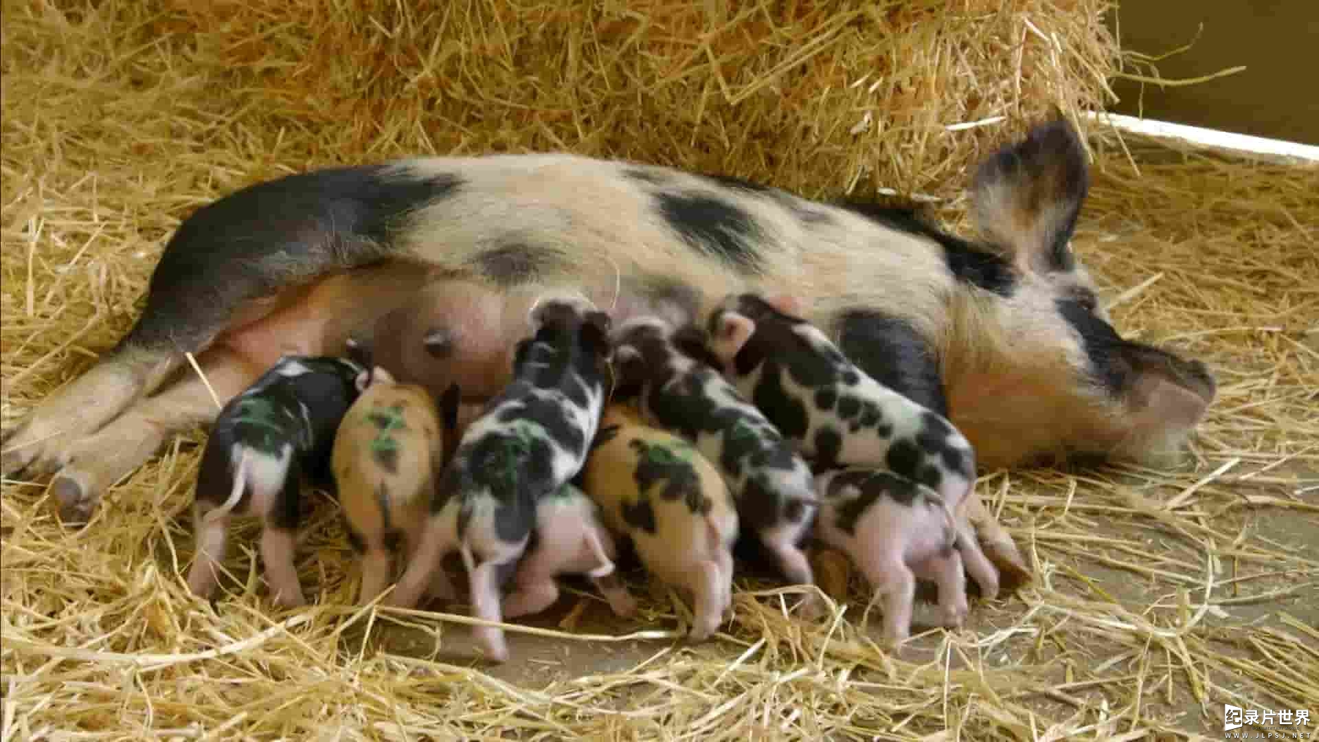 BBC纪录片《农场动物的秘密生活 Secret Life of Farm Animals 2018》第1季全3集