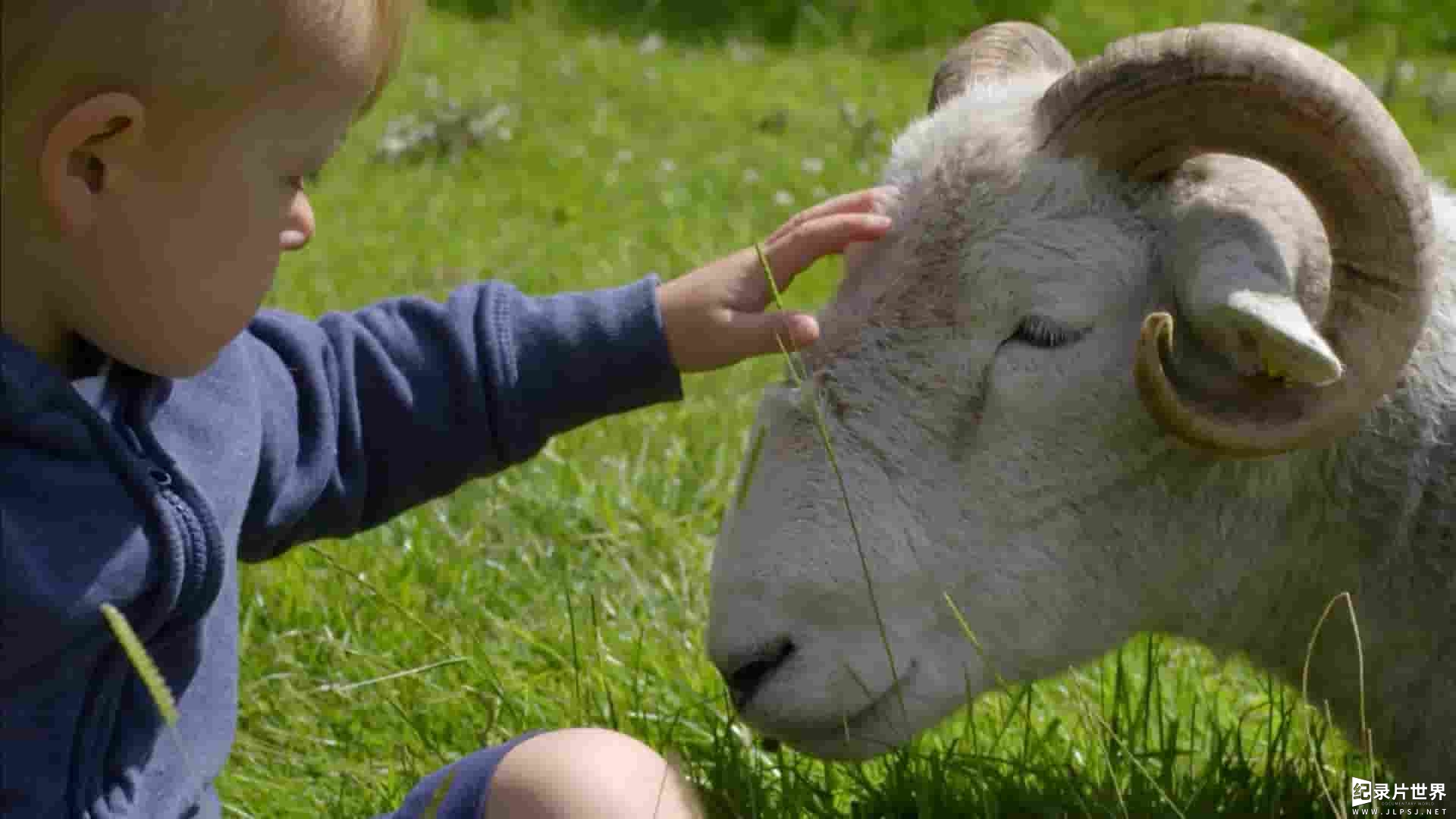 BBC纪录片《农场动物的秘密生活 Secret Life of Farm Animals 2018》第1季全3集