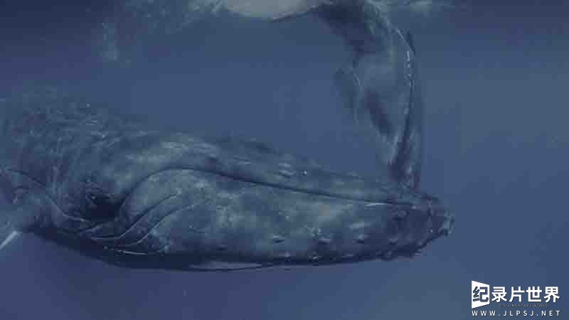 美国纪录片《座头鲸 Humpback Whales 2015》全1集