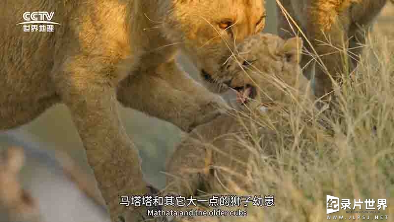 BBC纪录片《大猫全实录 Big Cats 24/7 2024》全6集