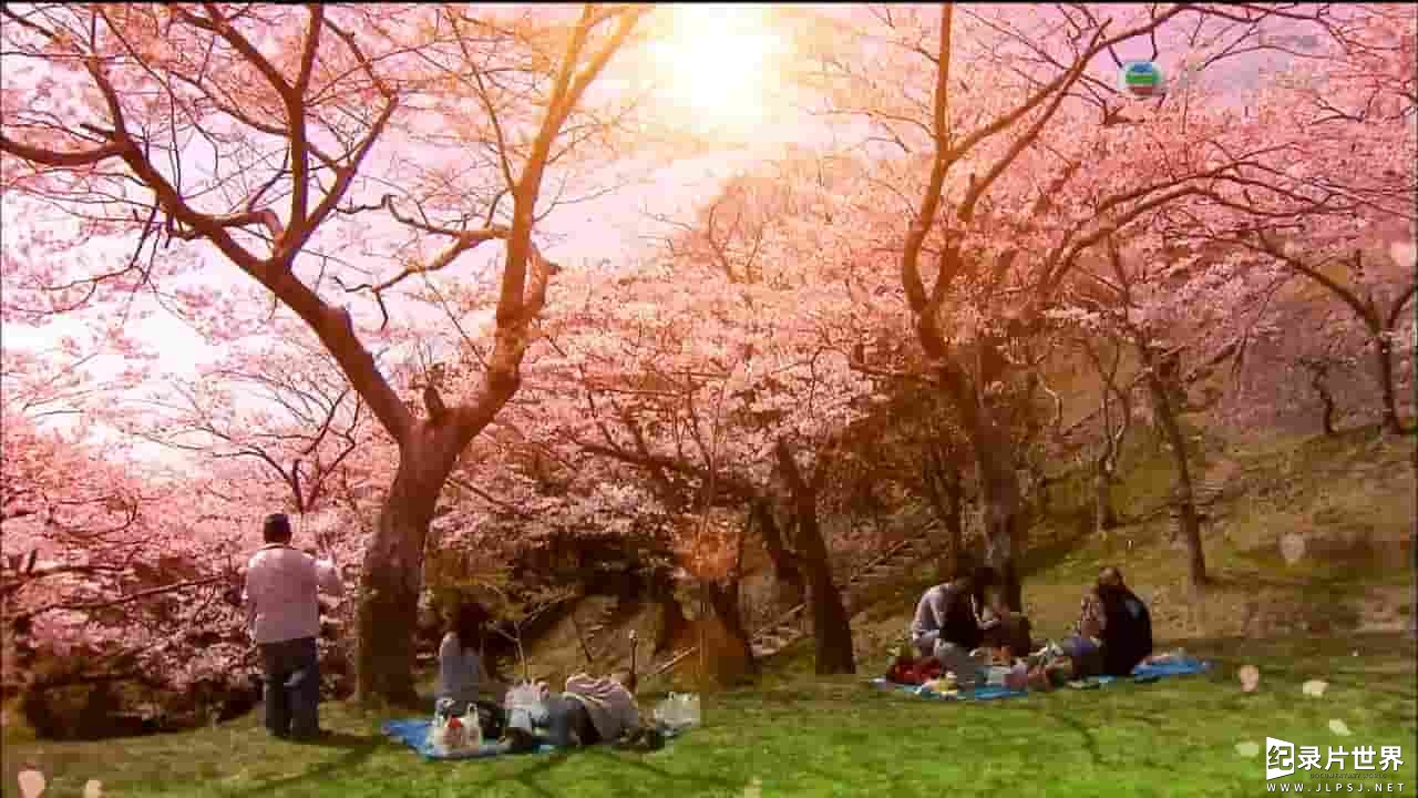 TVB旅游纪录片《樱红醉了 Sakura Memories 2009》全7集 