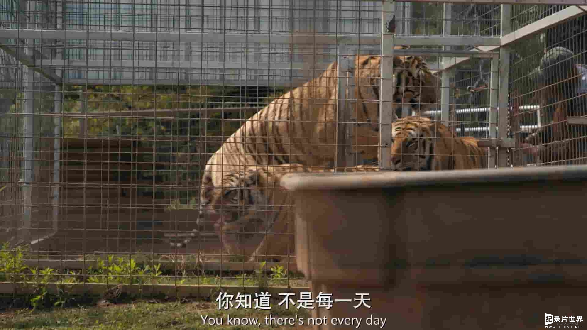 Netflix纪录片《养虎为患 Tiger King 2020》全7集