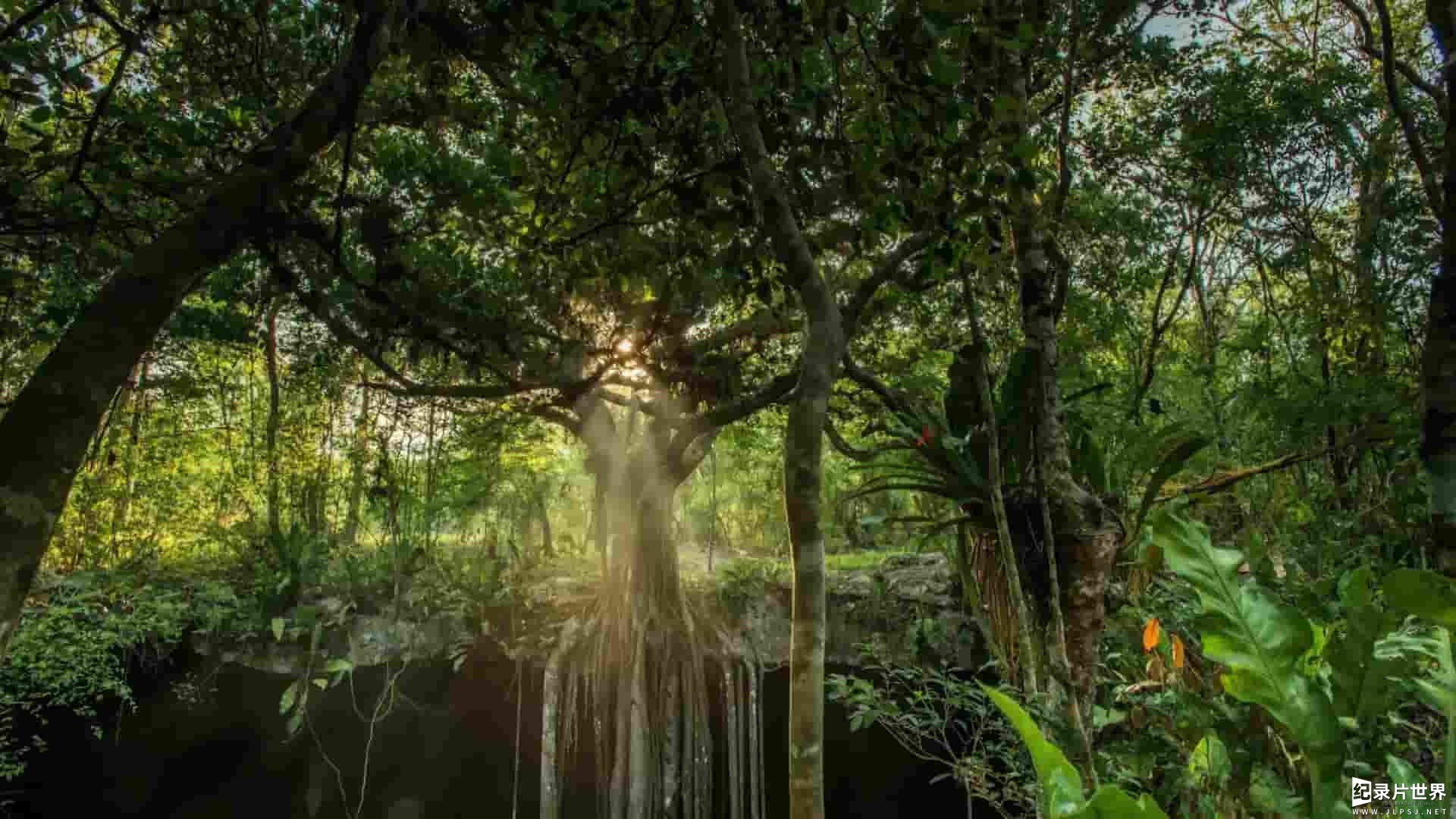 BBC纪录片《墨西哥:地球上的生命狂欢 Mexico-Earth’s Festival of Life》全3集