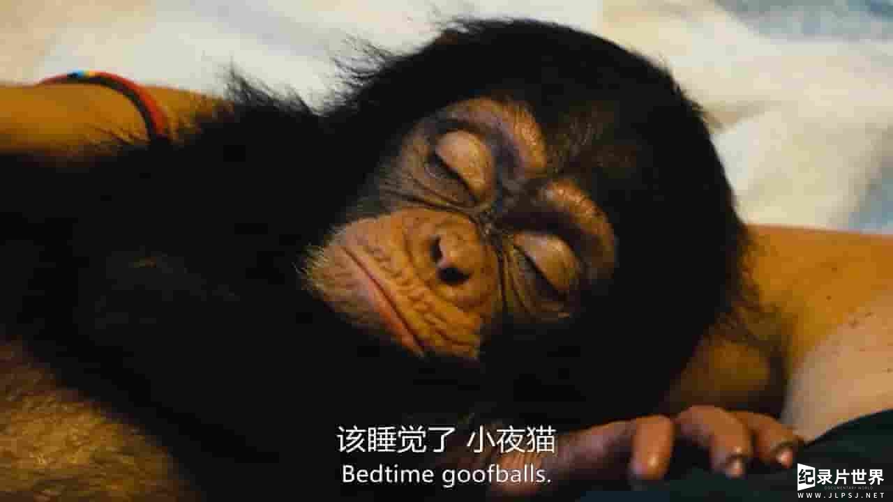 BBC纪录片《飓猩营救 Baby Chimp Rescue 2020》全3集