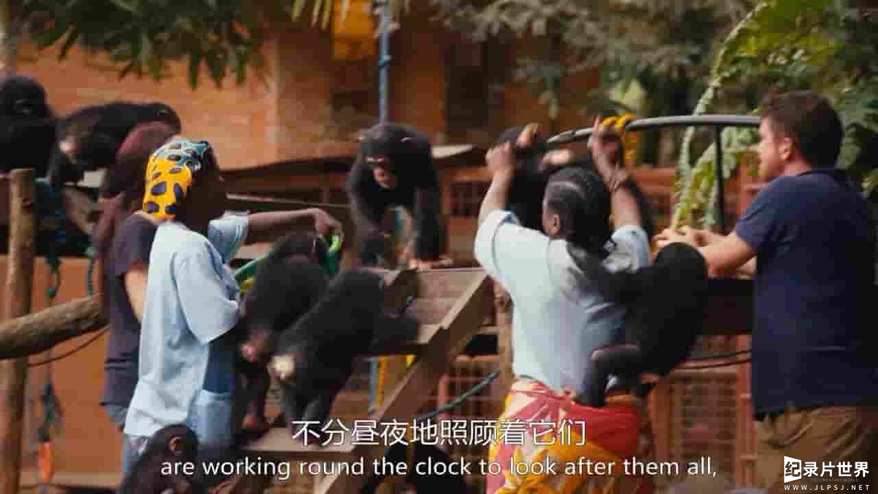 BBC纪录片《飓猩营救 Baby Chimp Rescue 2020》全3集