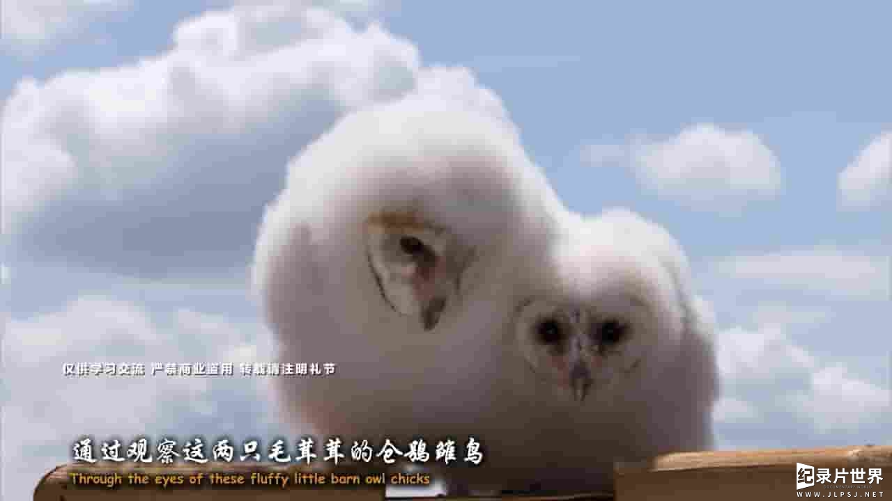 BBC纪录片《超能猫头鹰 Super Powered Owls》全1集