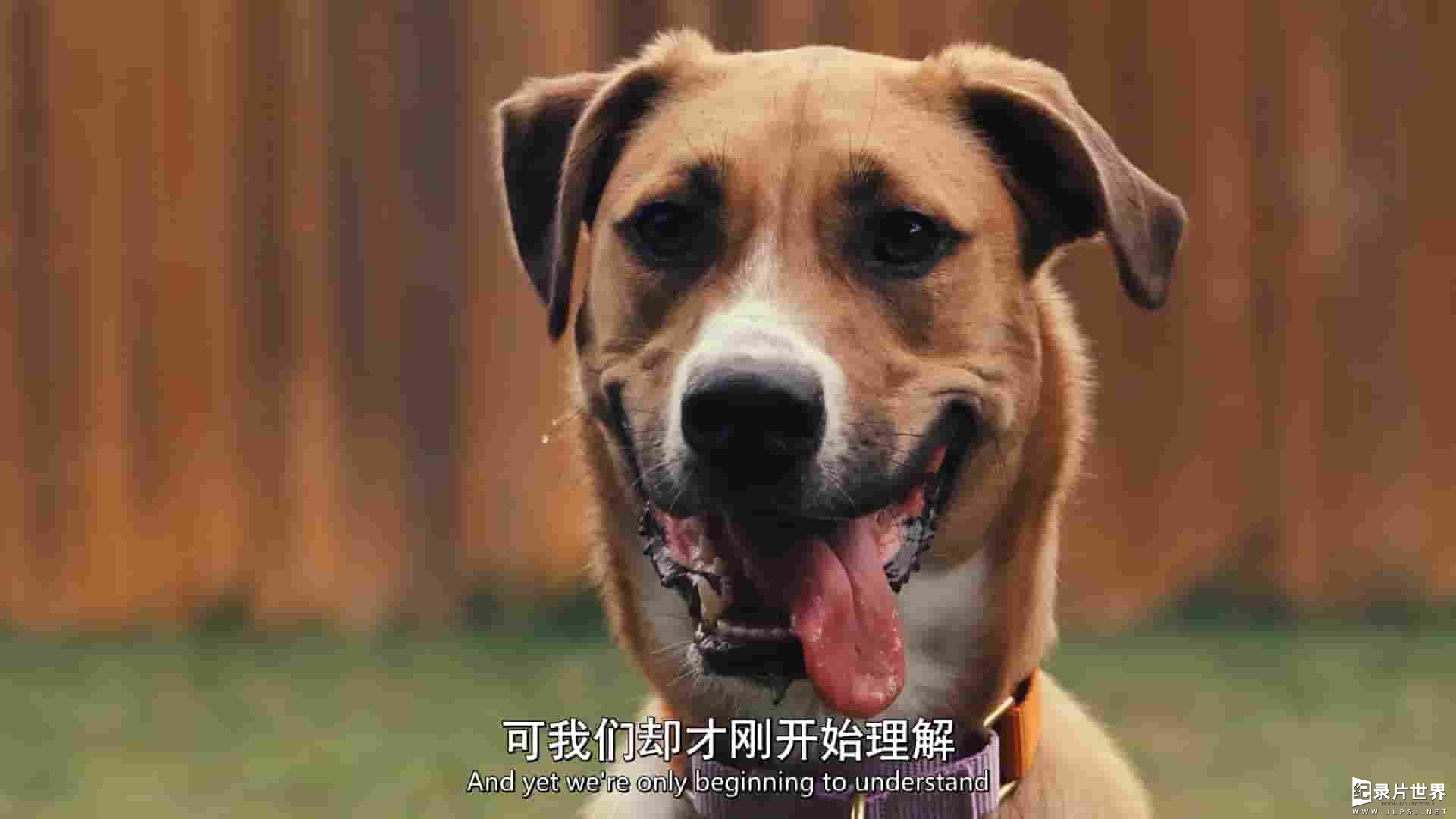 Netflix纪录片《汪星人的奇思妙想 Inside the Mind of a Dog 2024》全1集