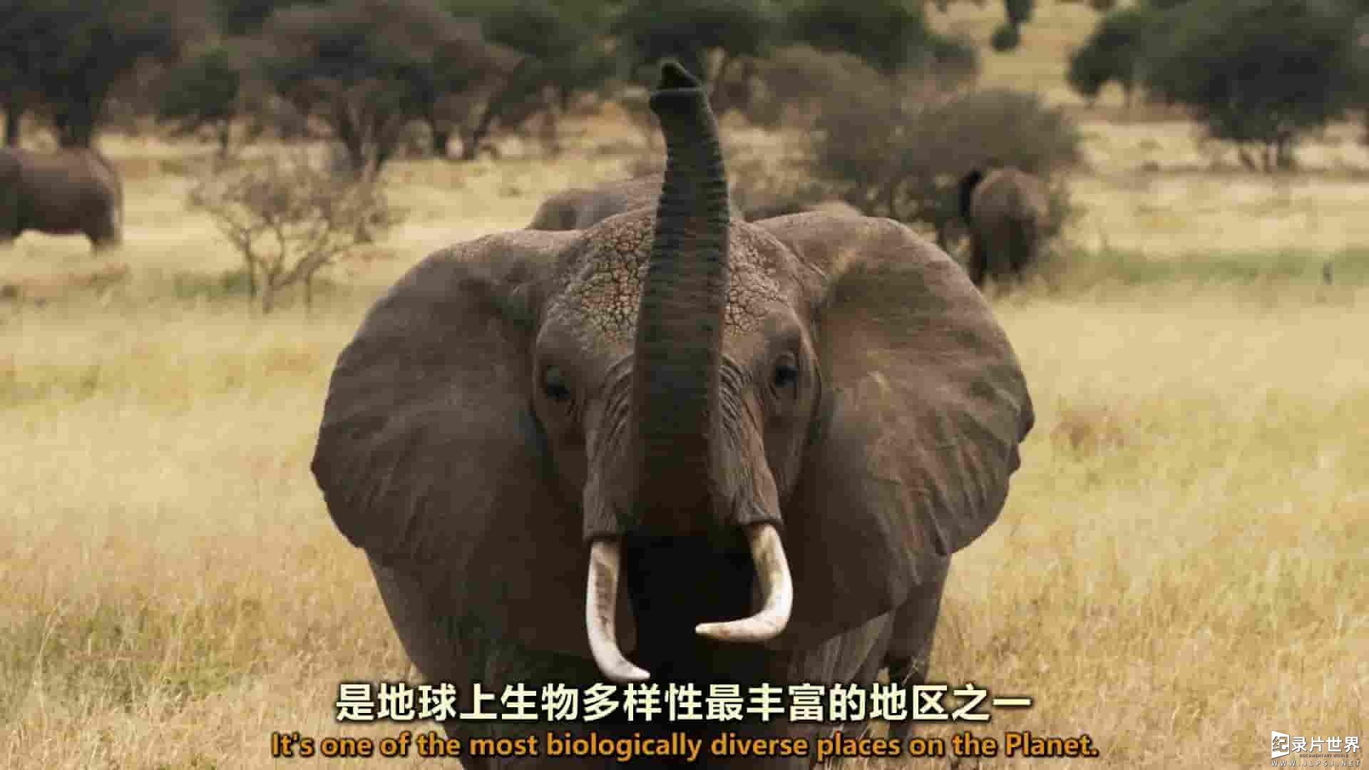 国家地理《塞伦盖蒂游牧者/塞伦盖蒂流浪者 Nomads of the Serengeti 2015》全5集 