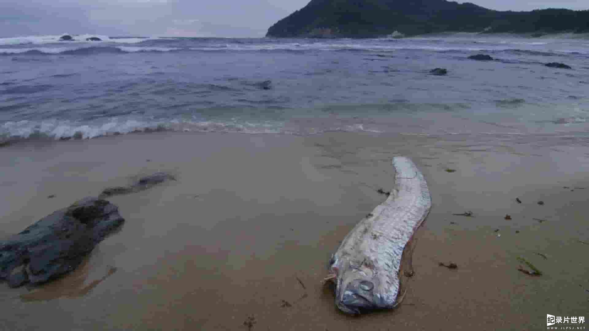 国家地理《直击传说中的大海蛇 Giant Sea Serpent: Meet The Myth 2021》全1集