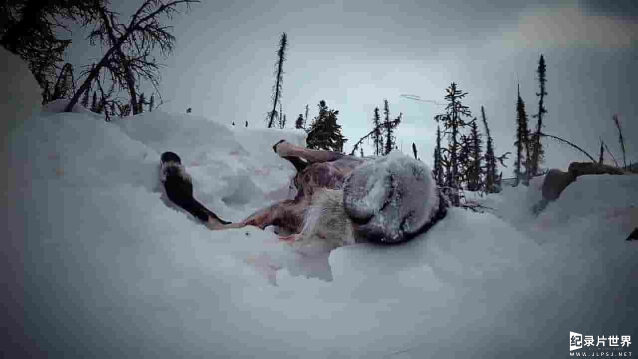 bbc纪录片/冰原生存挑战/荒野求生纪录片《零度以下的生活 Life Below Zero》第17到18季全19集