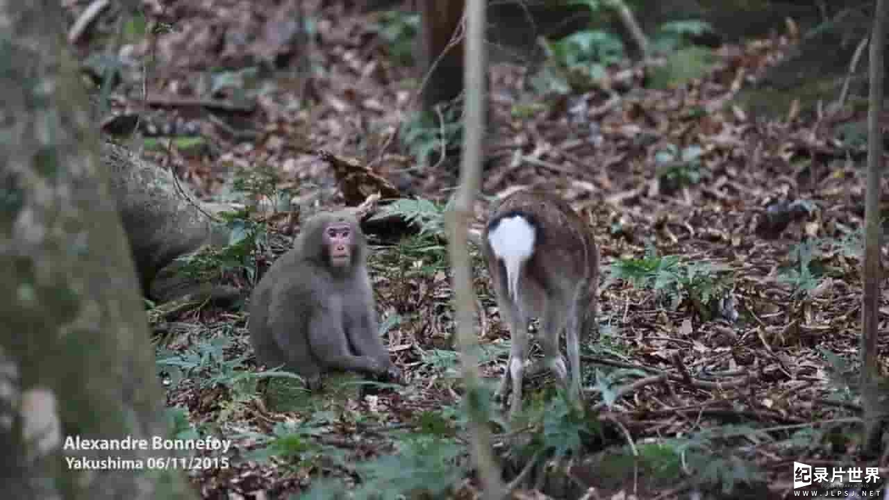 动物纪录片《猴子 Monkey riding deer》全2集