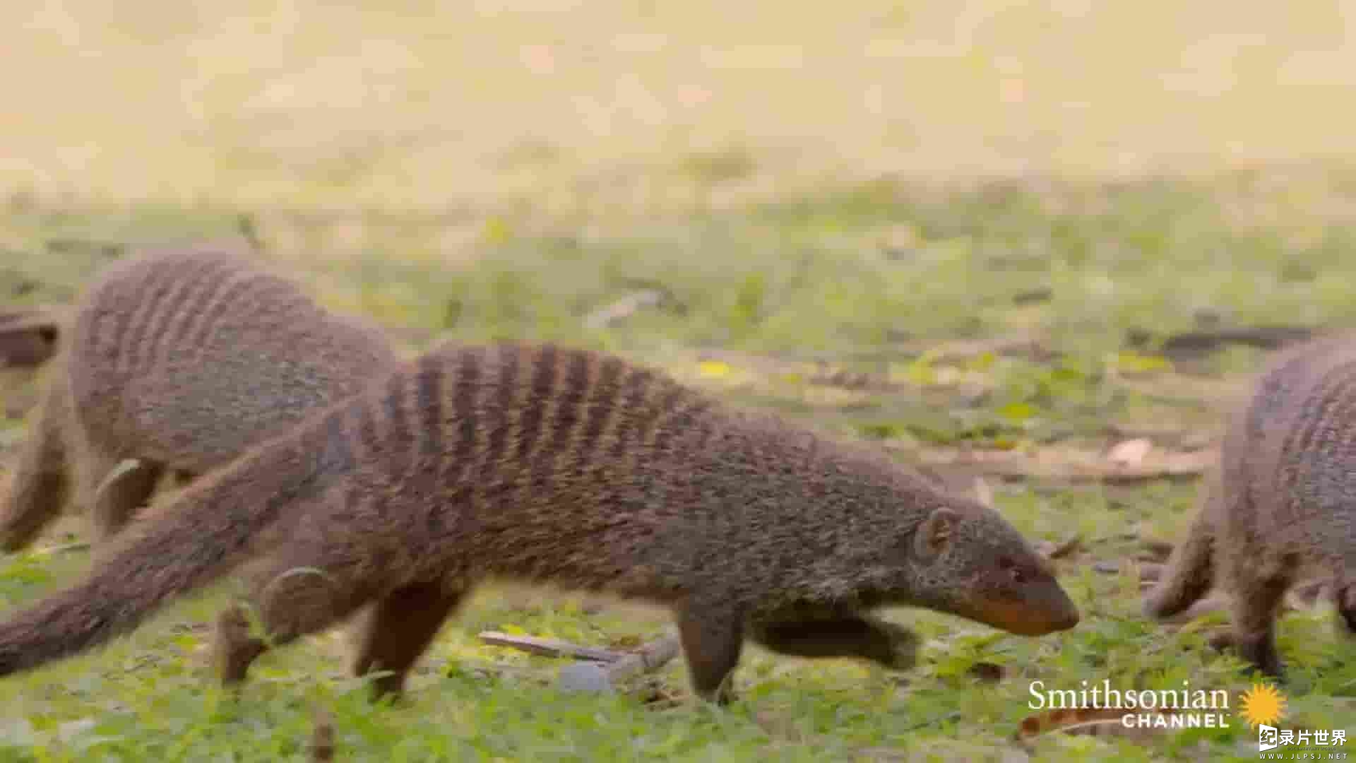 动物纪录片《“按摩师”狐獴与“顾客”疣猪：奇妙的共生故事 Mongoose helps wart pig catch parasites》全3集