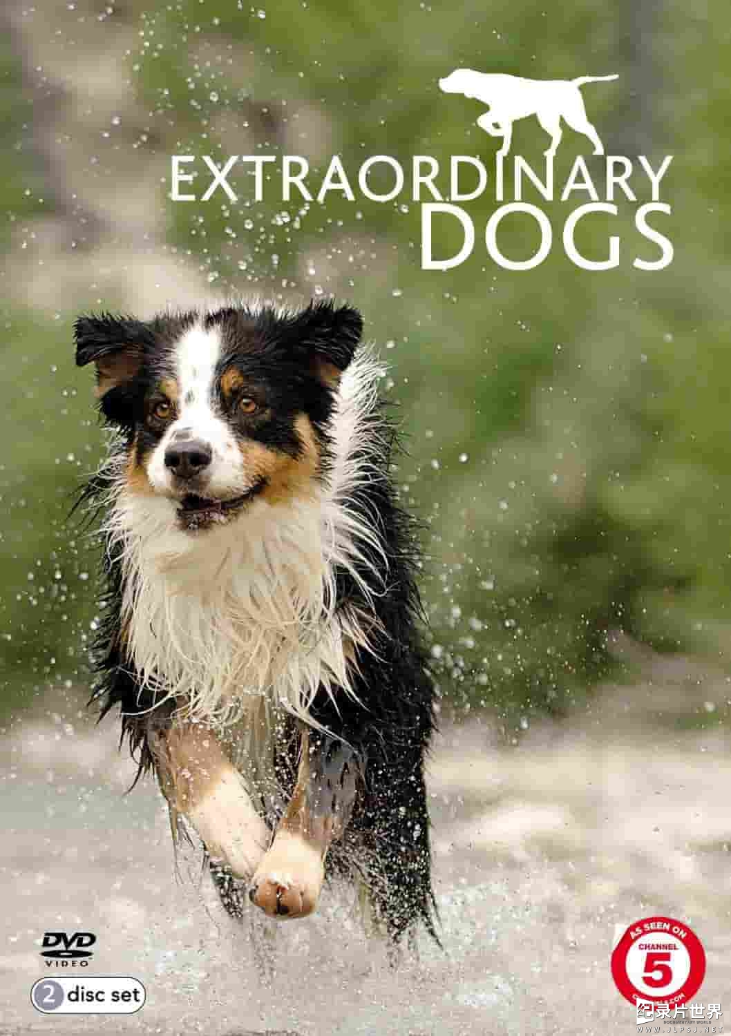 英国纪录片《非凡的狗儿 Extraordinary Dogs 2011》第1季全13集