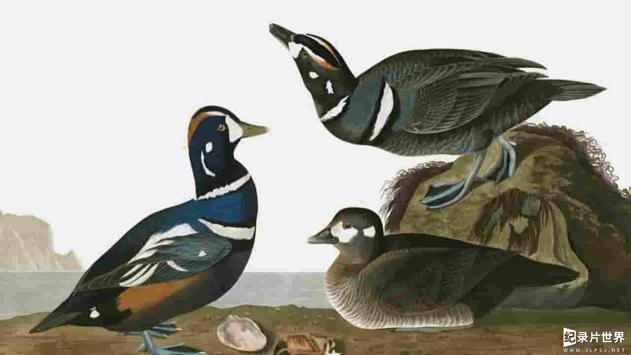 PBS纪录片《博物学家奥杜邦 John James Audubon : Drawn From Nature 2007》全1集 