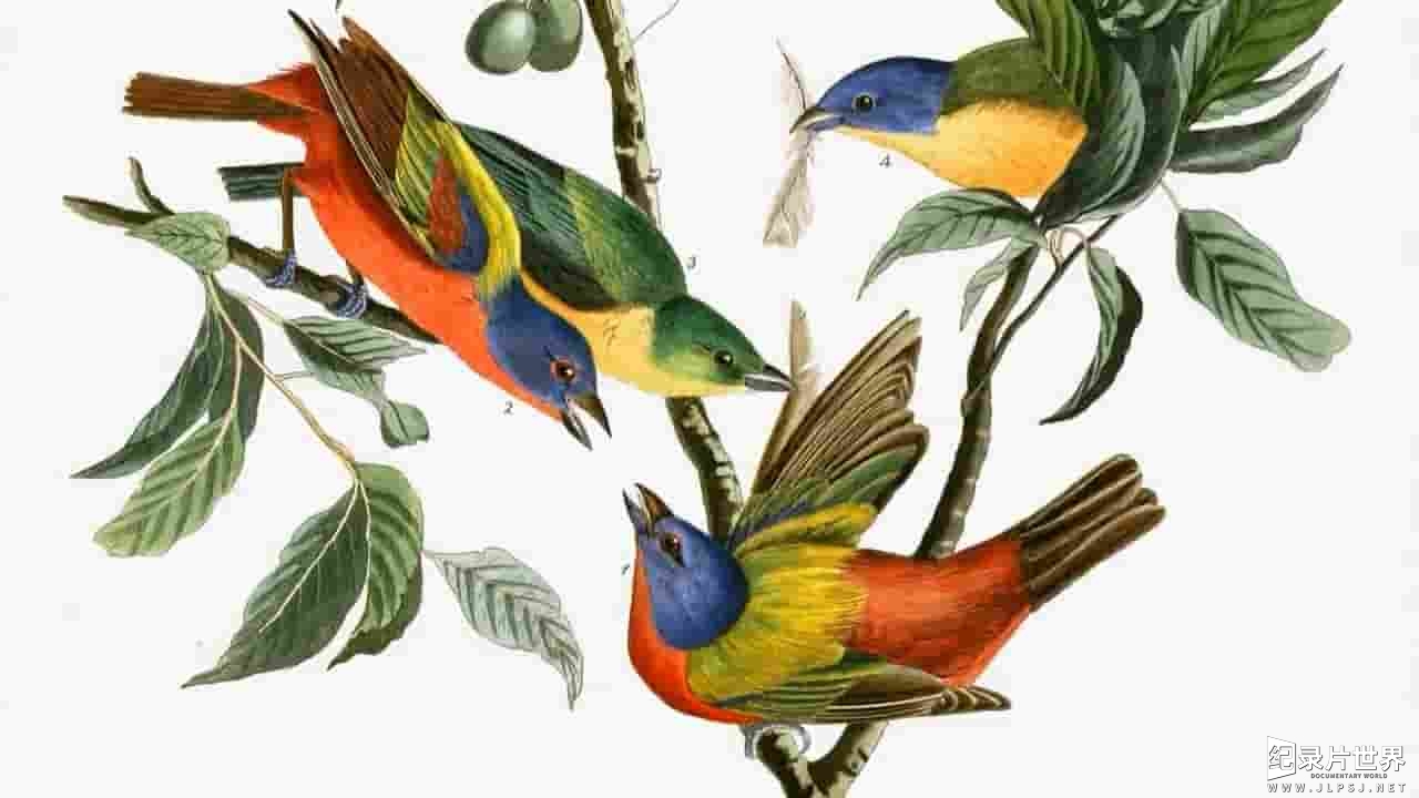 PBS纪录片《博物学家奥杜邦 John James Audubon : Drawn From Nature 2007》全1集 