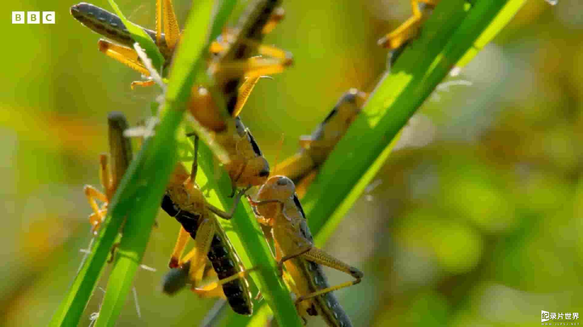 bbc纪录片《沙漠蝗灾：千里飞蝗与粮食安全的危机》全7集