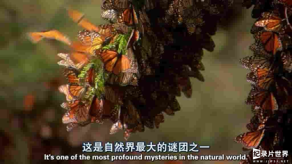 PBS纪录片/新星系列《蝴蝶的神奇之旅/帝王蝶之旅 The Incredible Journey of th Butterflies》全1集