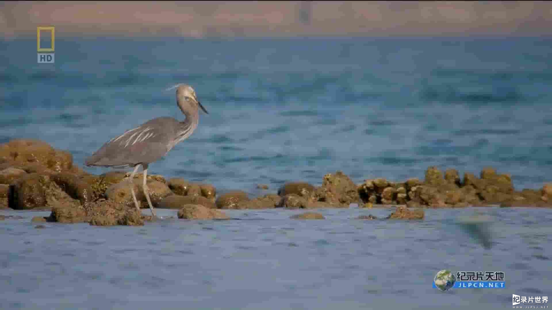 国家地理《印尼野生大地 Wild Indonesia》全3集