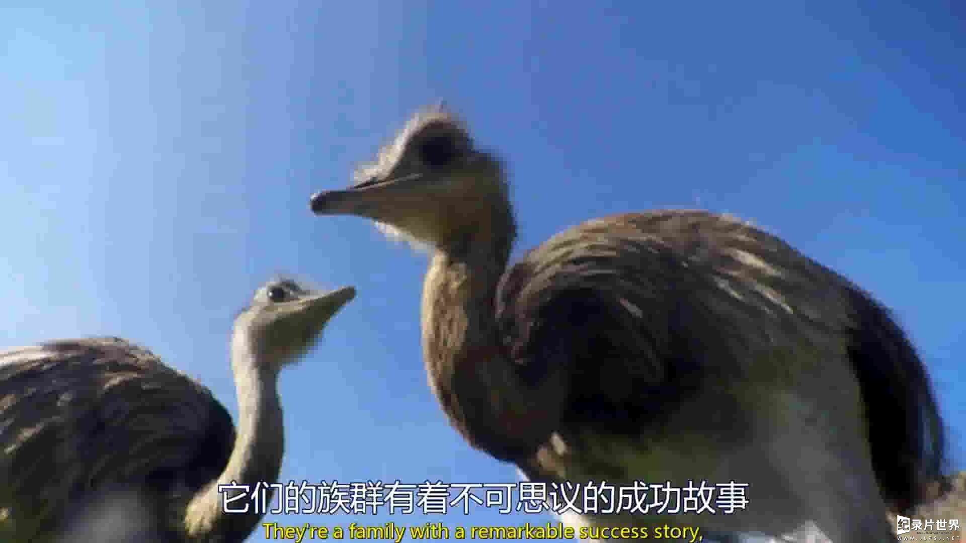 BBC纪录片《爱登堡领略大型鸟类 Attenborough’s Big Birds》全1集