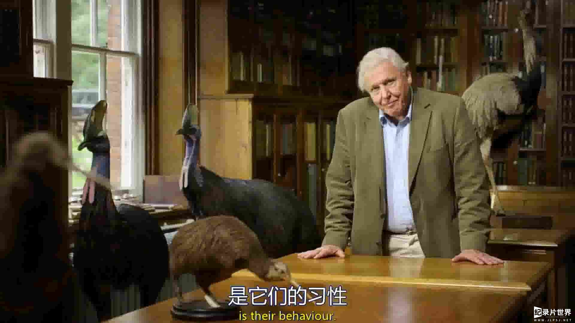 BBC纪录片《爱登堡领略大型鸟类 Attenborough’s Big Birds》全1集