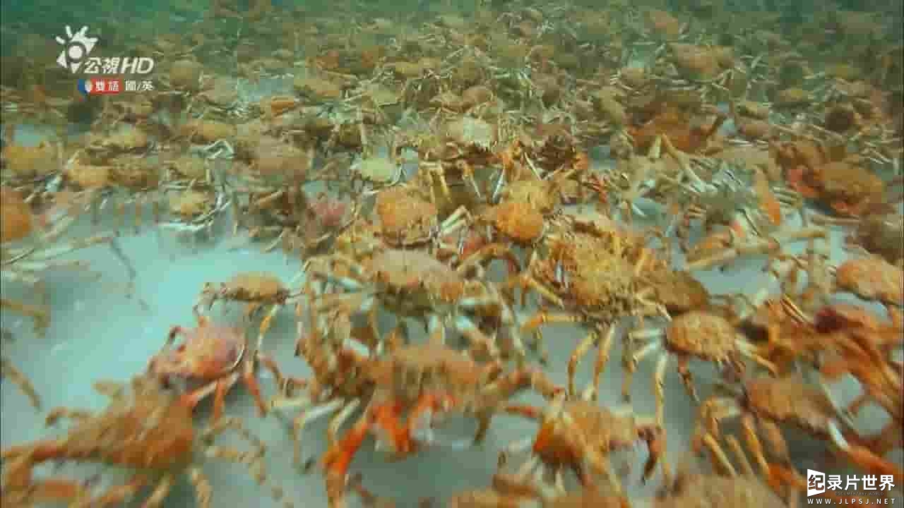  NHK纪录片《大蜘蛛蟹的游行：蜘蛛蟹军团迁徙的秘密 March of the Masses: Great Spider Crabs 2011》全1集