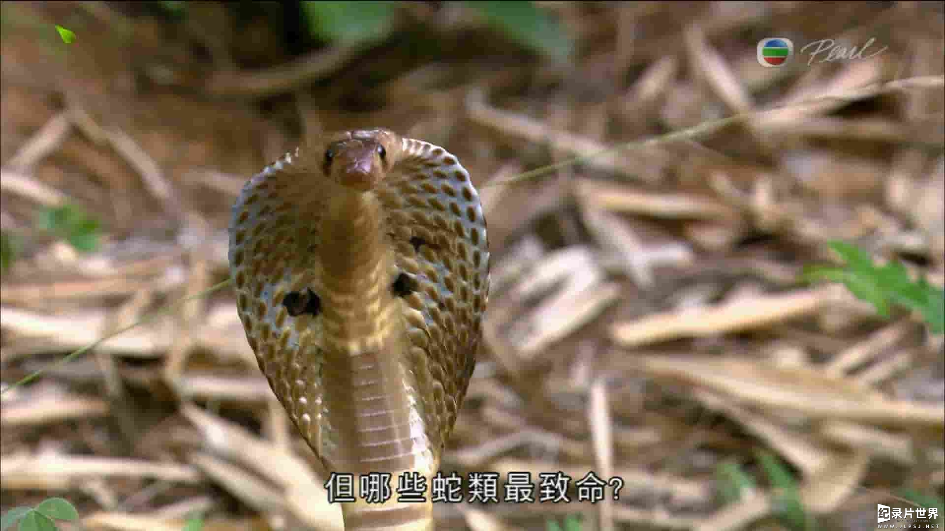 国家地理频道《亚洲毒蛇之最/亚洲致命毒蛇 Asia’s Deadliest Snakes 2011》全1集