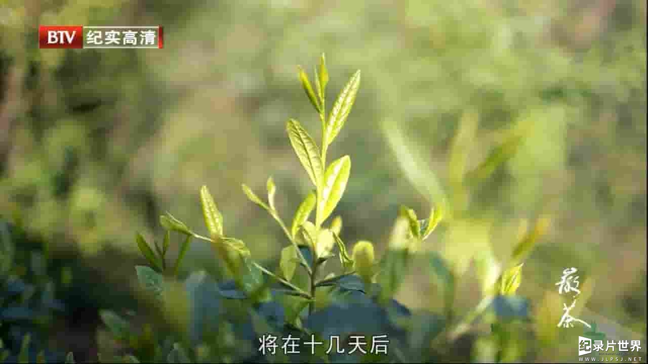  BTV纪录片《徽茶 AnHui Tea 2013》全2集