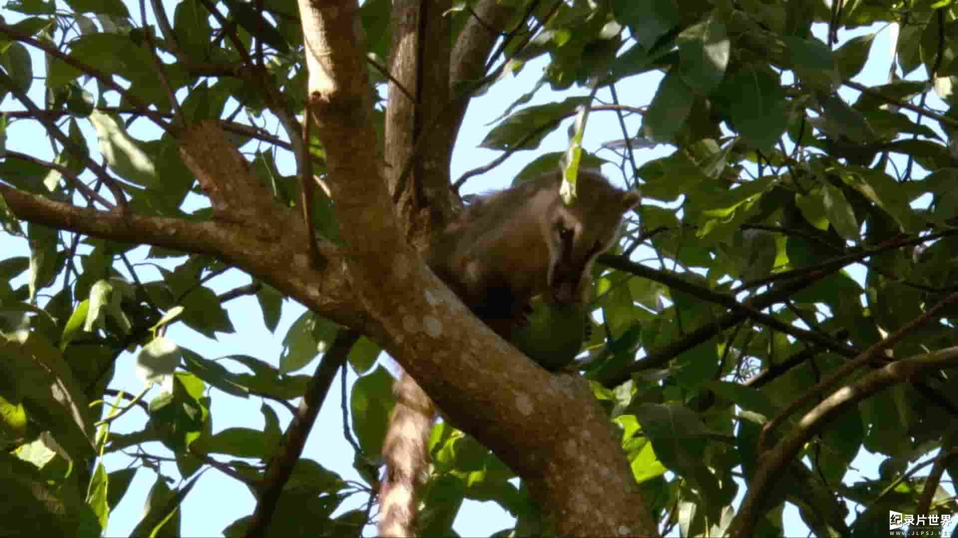 德国纪录片《我们地球的森林 Forests of our Earth 2018》全1集