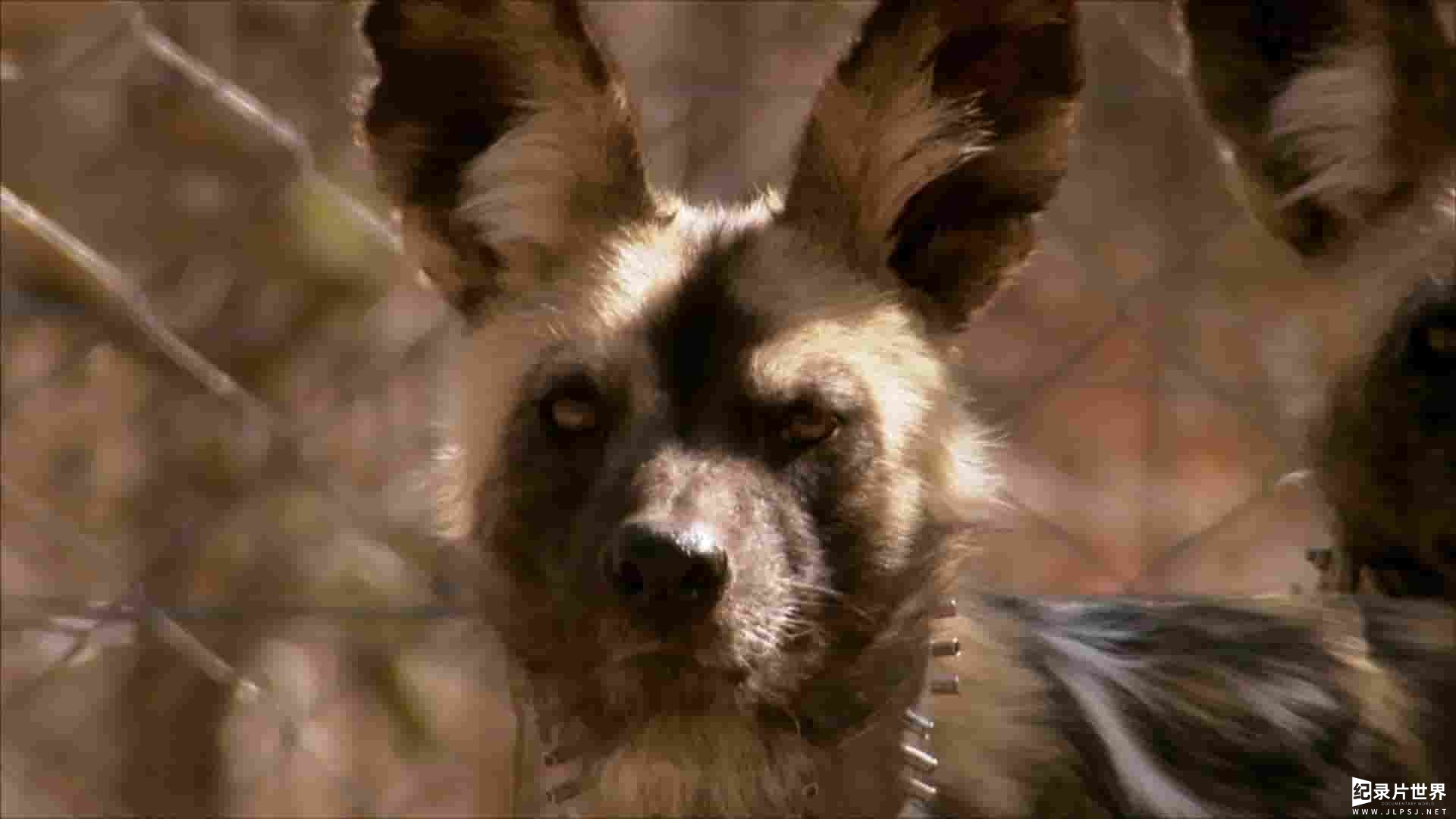 PBS纪录片《野狗岛 Wild Dog Island 2009》全1集