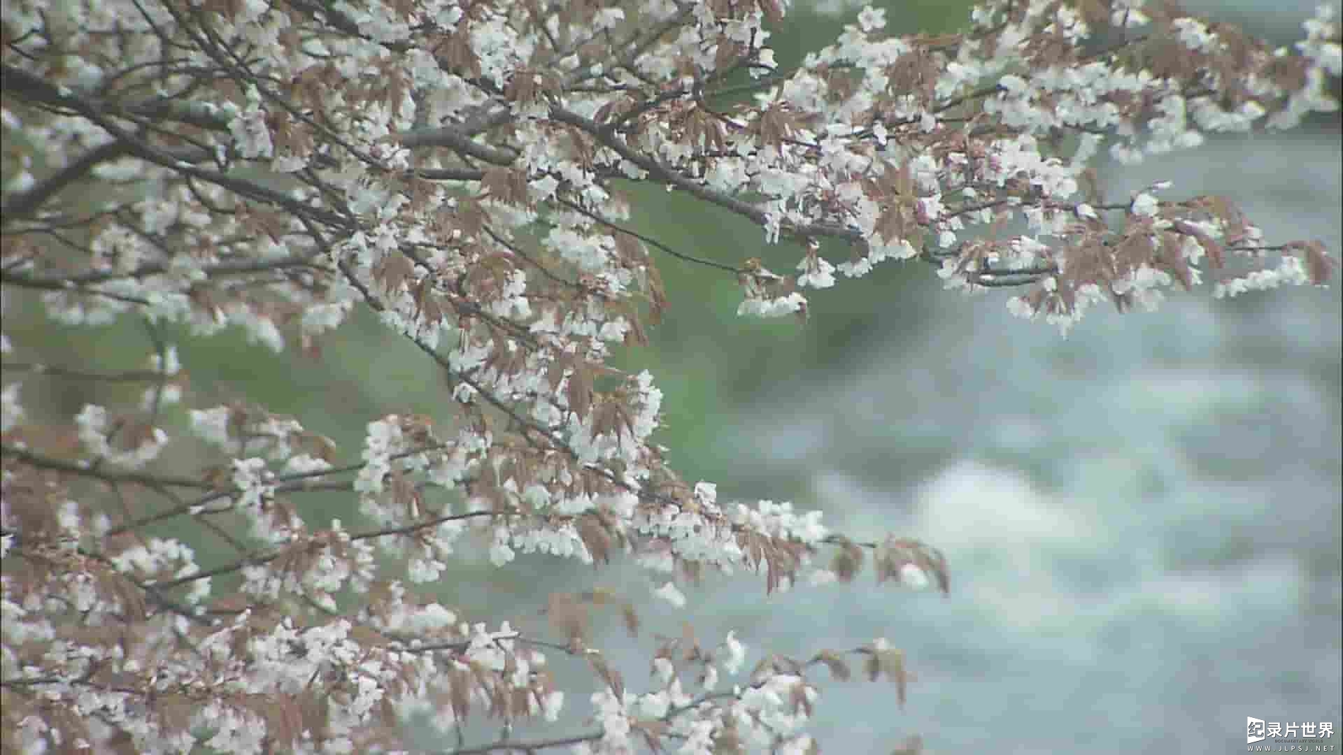 NHK纪录片《樱花樱烂漫 Cherry Blossoms Romance Spring In Japan》全1集