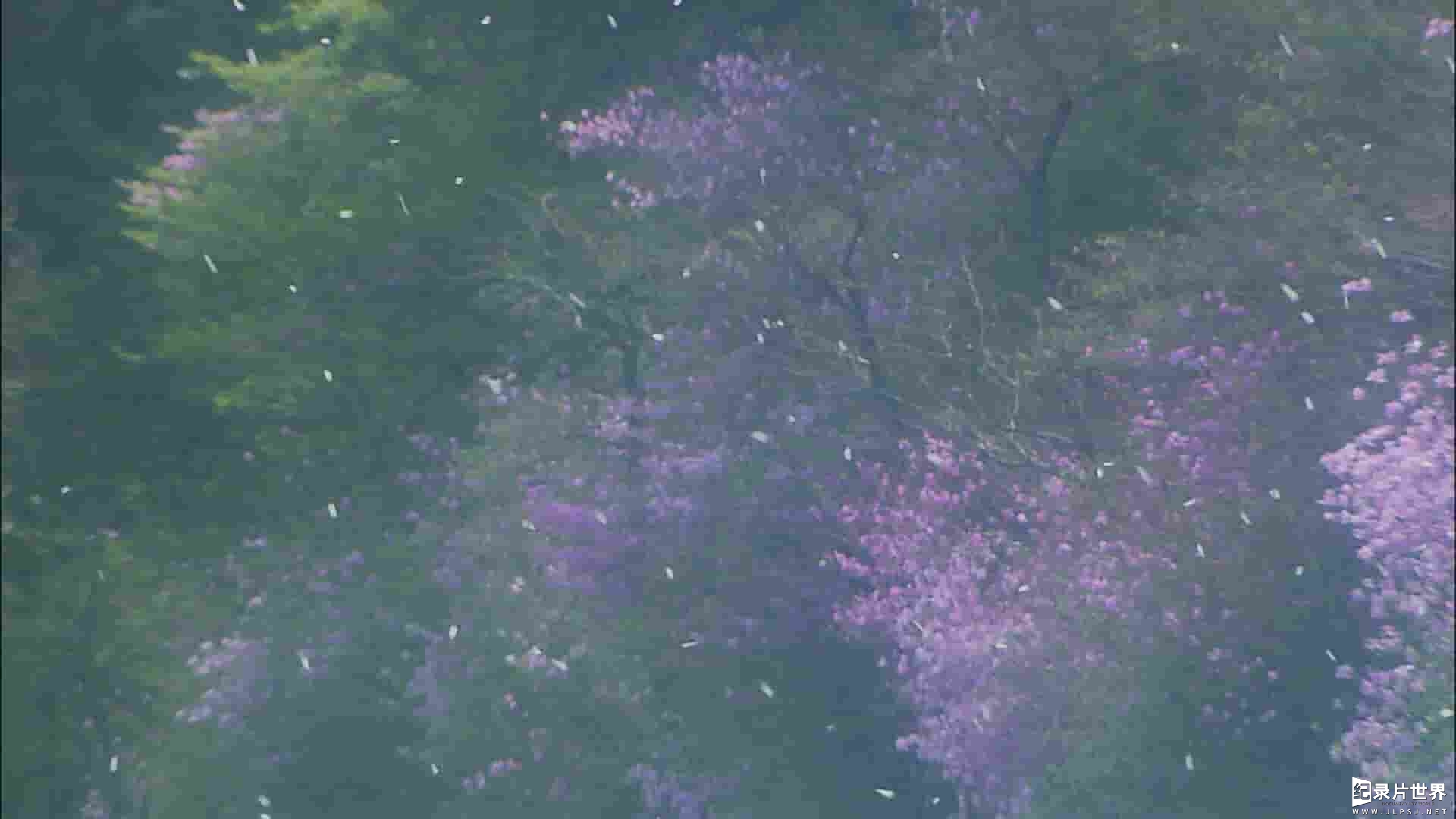 NHK纪录片《樱花樱烂漫 Cherry Blossoms Romance Spring In Japan》全1集