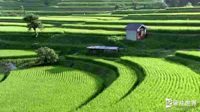 NHK纪录片《里山:日本的神秘水花园 Satoyama:Japan’s Secret Watergarden》全2集 