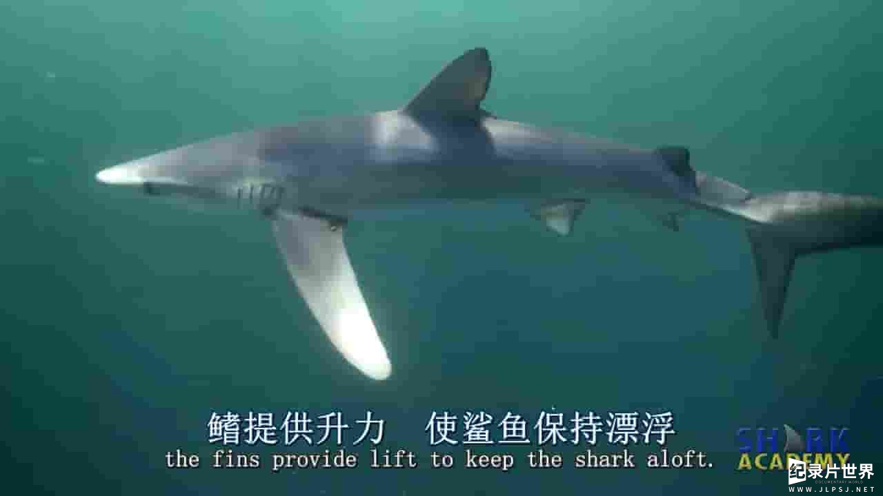 鲨鱼纪录片《鲨鱼学院 Shark Academy 2015》全7集 