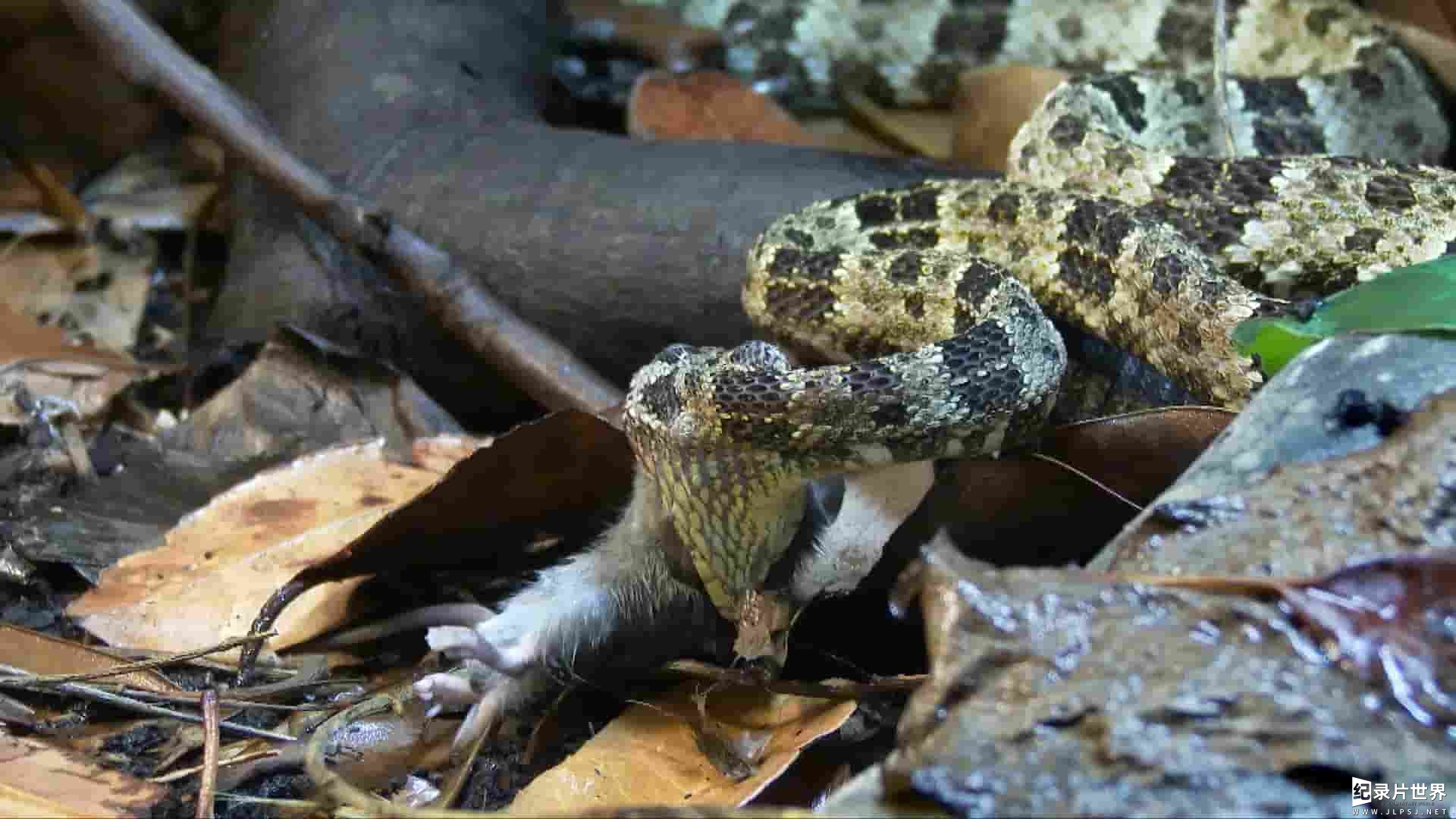 美国纪录片《玻利维亚的未知之蛇 The Unknown Snake of Bolivia 2018》全2集 