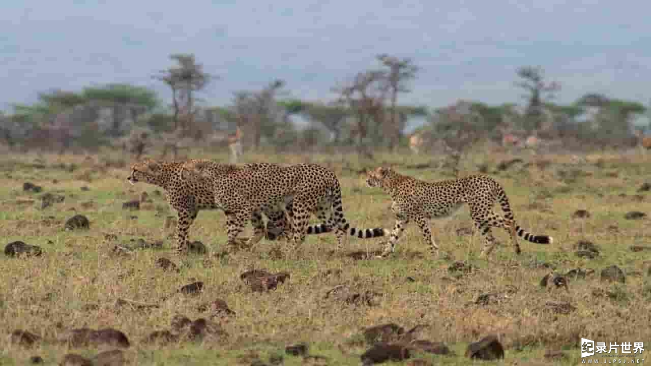 国家地理《为母则强 Man Among Cheetahs 2017》全1集