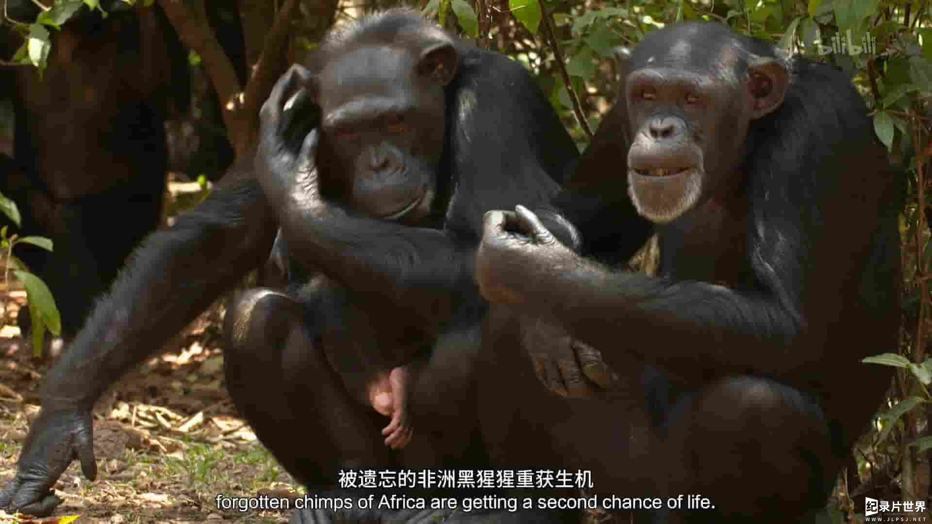 国家地理《黑猩猩学院 Chimp School 2016》全1集