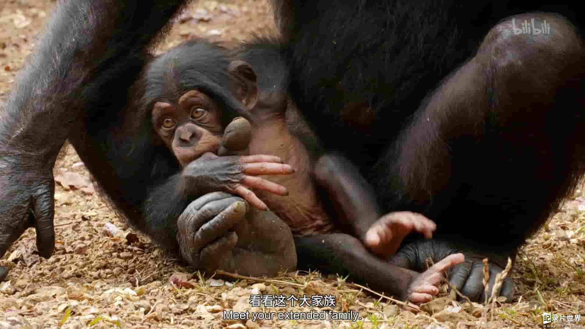 国家地理《黑猩猩学院 Chimp School 2016》全1集