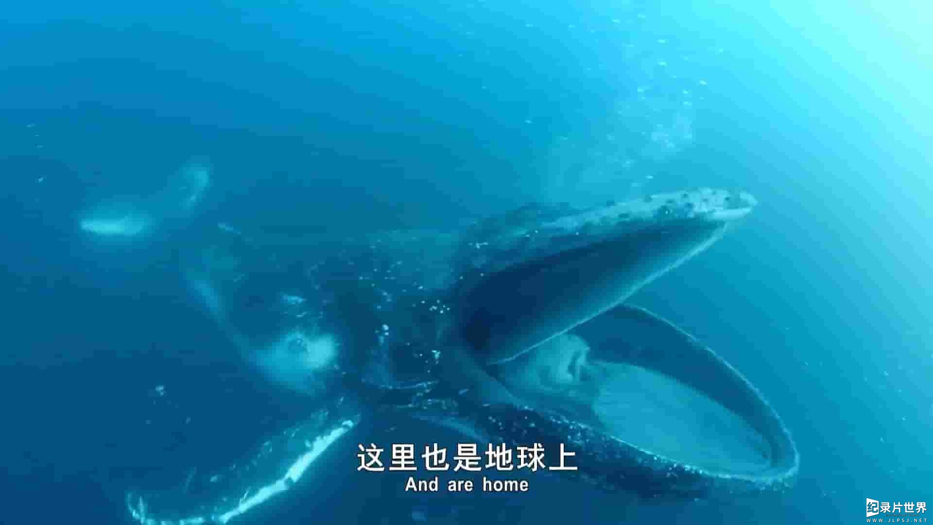 ZDF纪录片《非洲的海洋 Oceans Africa 2020》全3集