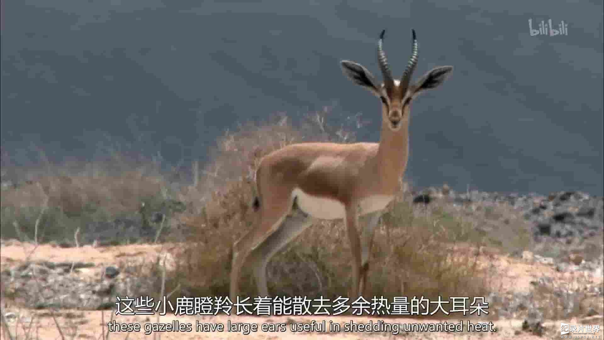 美国纪录片《沙漠生存者：阿拉伯狼 Desert Survivors: The Arabian Wolf 2016》全1集 