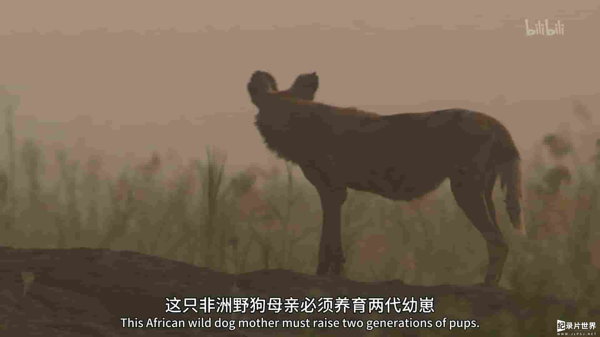 PBS纪录片《群狗逐狮 Dogs in the Land of Lions 2018》全1集