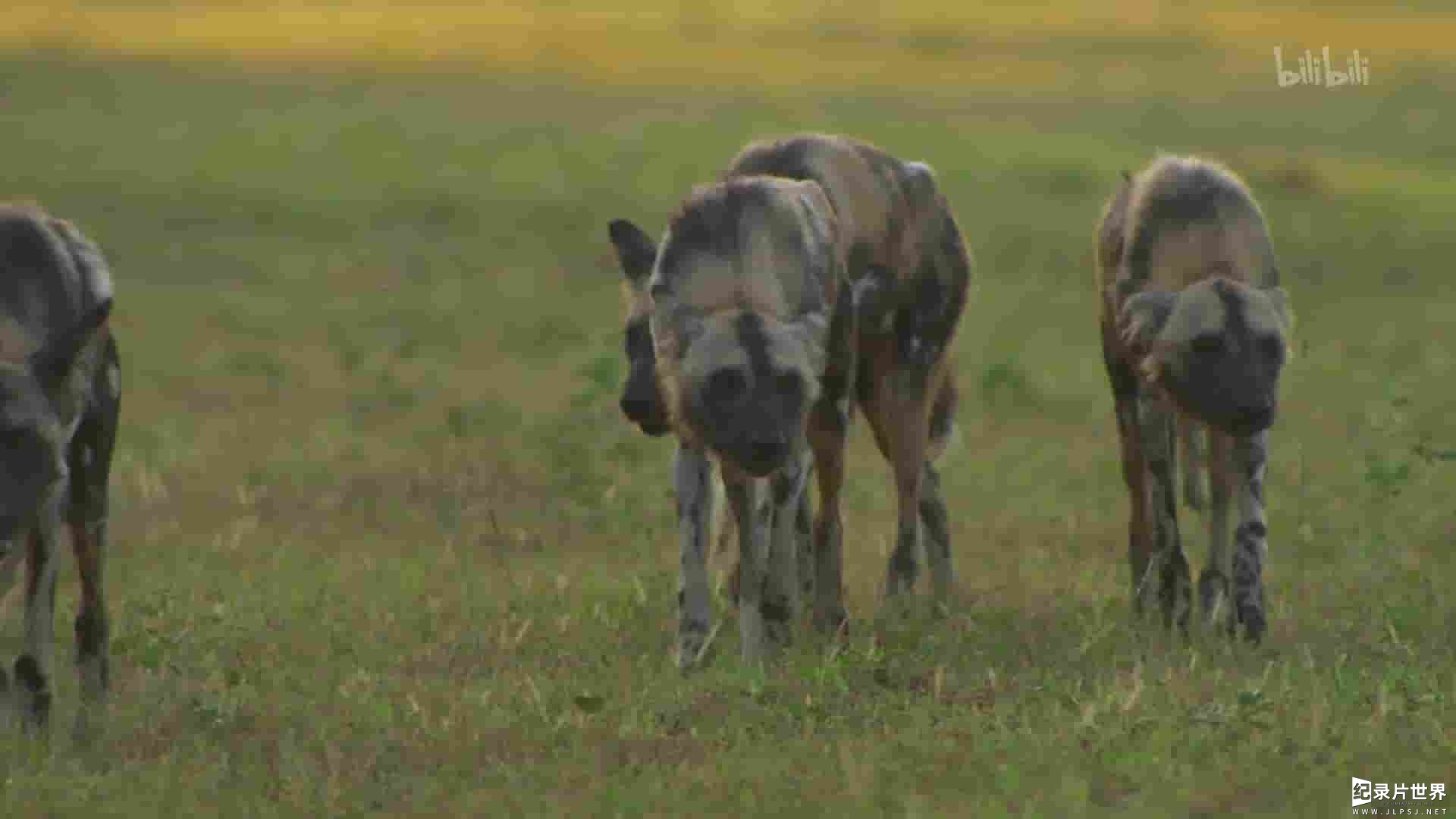 PBS纪录片《群狗逐狮 Dogs in the Land of Lions 2018》全1集