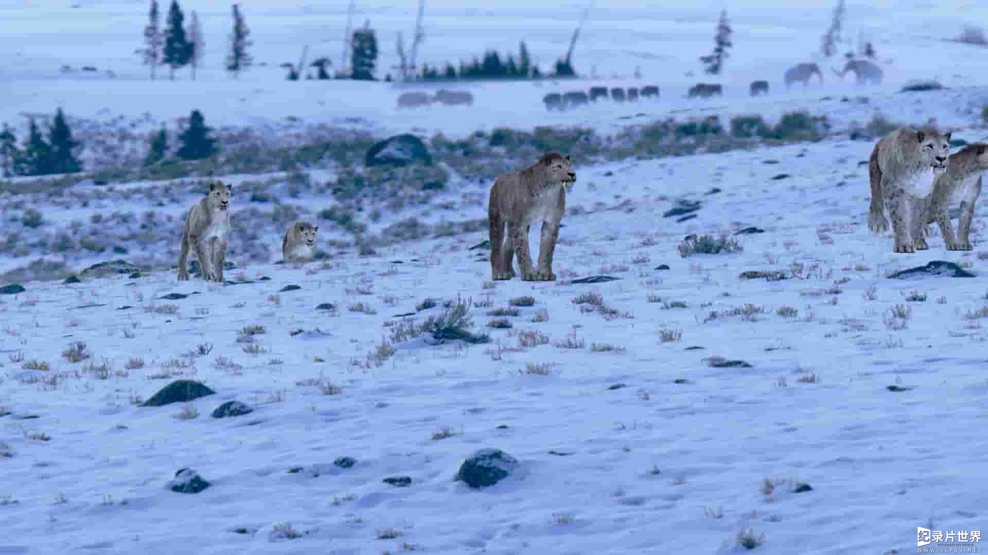 Curiosity纪录片《大猫的时代 Age of Big Cats 2018》全3集