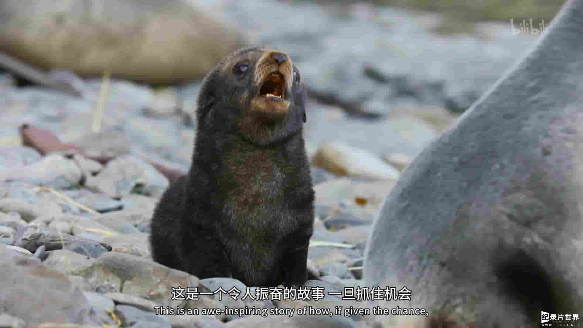 国家地理《荒岛复兴 Wild Life: Resurrection Island 2018》全1集