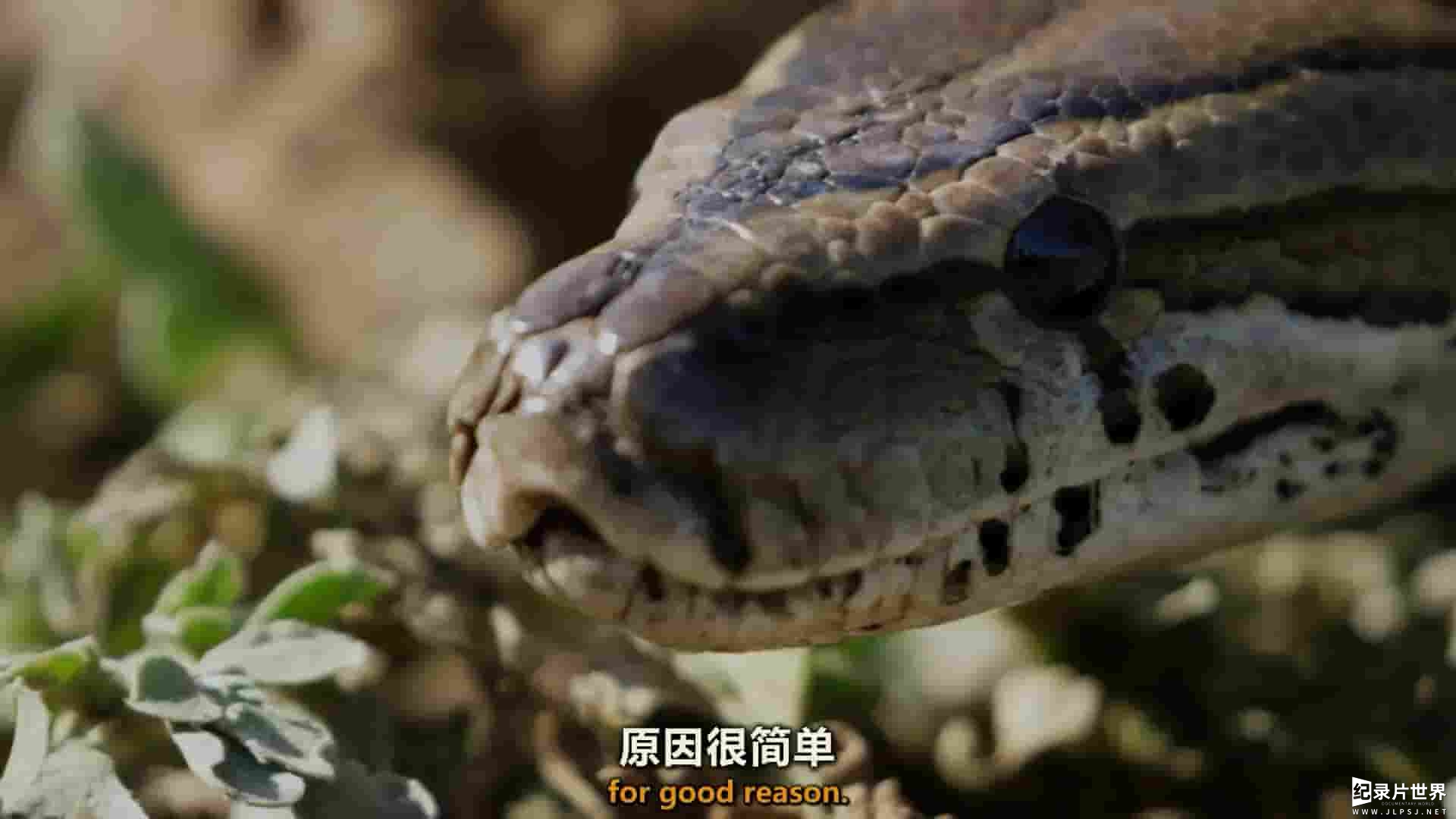 美国纪录片/蛇纪录片《岩蟒女王/武则素珍/蟒后 Queen of the Pythons 2019》全1集