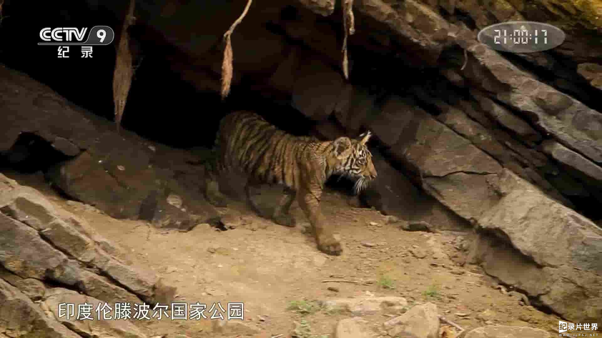 央视纪录片《失踪的老虎 Tigers:Looking for Sultan 2017》全1集 