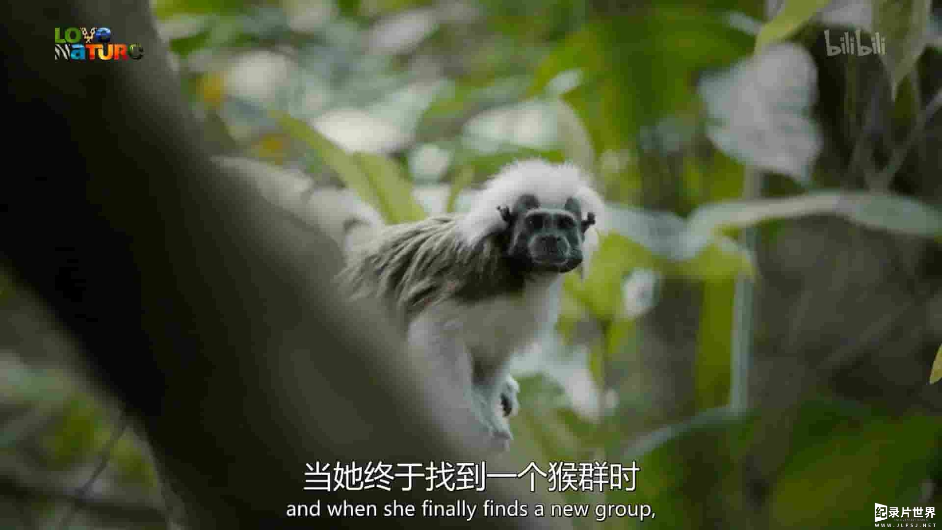 史密森尼频道《走进野外：哥伦比亚 Into the Wild: Colombia 2018》第1季全5集