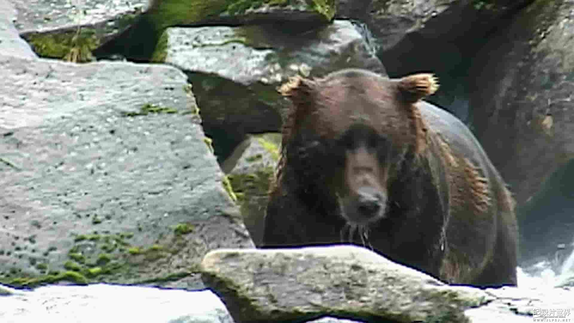 美国纪录片《灰熊人日记系列 Diary Of The Grizzly Man: Series 2022》全3集