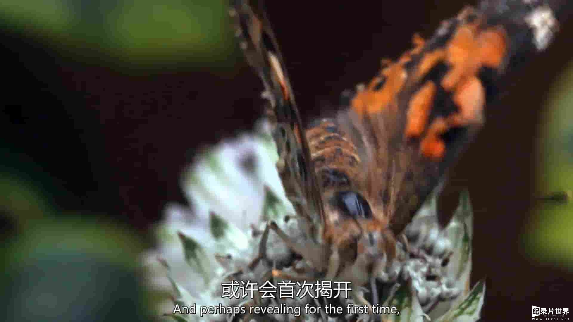 英国纪录片《蝴蝶大冒险 The Great Butterfly Adventure: Africa to Britain with the Painted Lady 2016》全1集