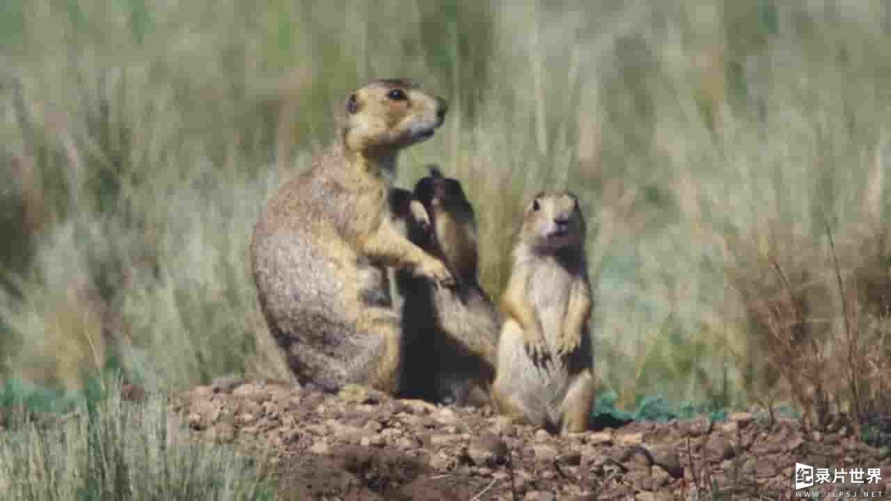 国家地理《土拨鼠大宅门 Prairie Dog Manor 2019》全12集