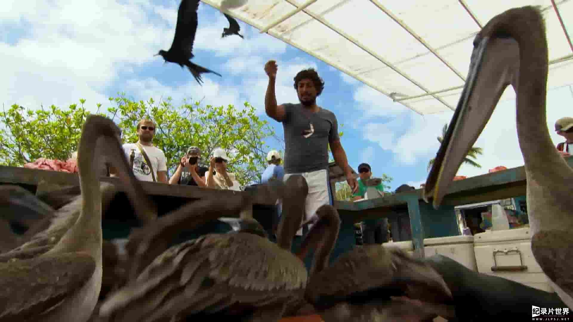 BBC纪录片《自然世界：加拉帕戈斯群岛的变化 Natural World: Galapagos - Islands Of Change 2015》全1集